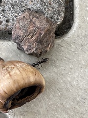 Brachyponera chinensis