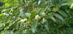 Cestrum