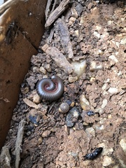 Narceus americanus