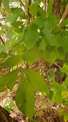Carya cordiformis