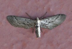 Glaucina erroraria