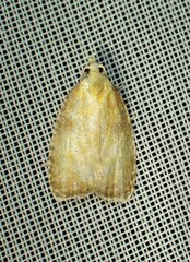 Acleris curvalana