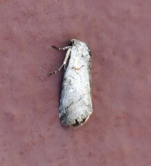 Aleptina inca
