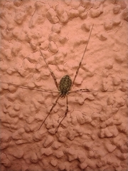 Opilio saxatilis