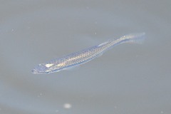 Fundulus notatus