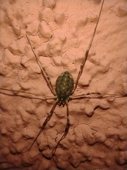 Opilio saxatilis