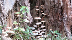 Cyclocybe parasitica