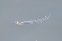 Fundulus notatus