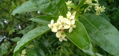 Cestrum