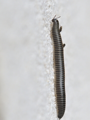 Ommatoiulus sabulosus aimatopodus