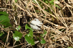 Papilionoidea