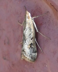 Loxostege allectalis