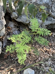 Acacia (Acacia)