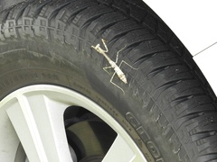 Stagmomantis