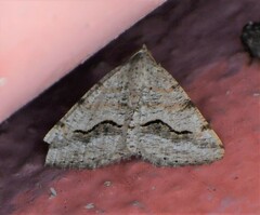 Frederickia s-signata