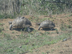 Stigmochelys pardalis
