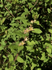 Ludwigia pilosa