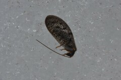 Hemerobiidae