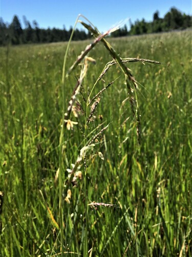 Oregon Semaphore Grass (Pleuropogon oregonus)