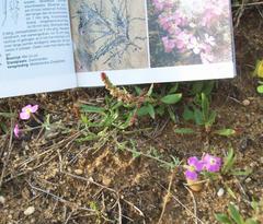 Rumex bucephalophorus