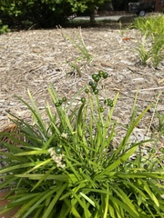 Ophiopogoneae