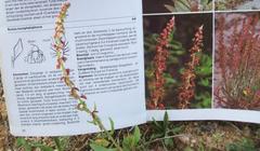 Rumex bucephalophorus