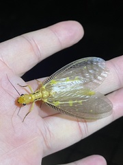 Protohermes costalis