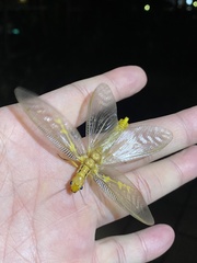 Protohermes costalis