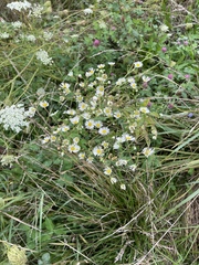 Erigeron