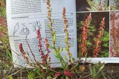 Rumex bucephalophorus