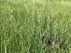 Pleuropogon oregonus