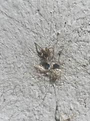 Theridiidae