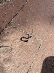 Lumbricus terrestris