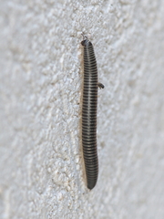 Ommatoiulus sabulosus aimatopodus