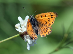 Lycaena thersamon