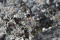 Festuca