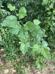 Morus rubra