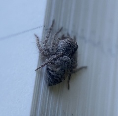 Hamataliwa grisea
