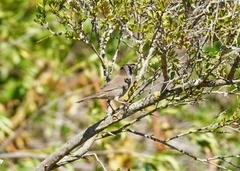 Curruca melanocephala