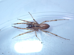 Stemonyphantes lineatus