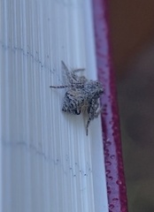 Hamataliwa grisea