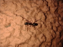 Myrmentoma