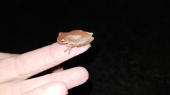 Dendropsophus minutus