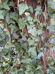 Hedera