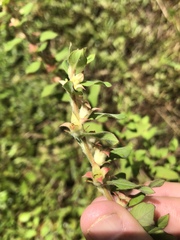 Ludwigia pilosa