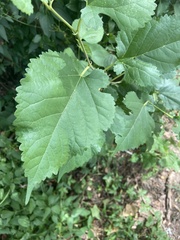 Morus rubra