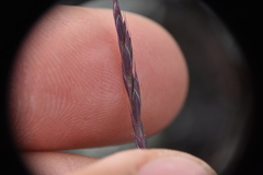 Festuca