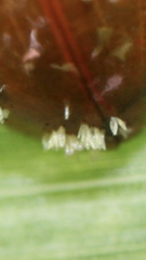 Hesperomyces harmoniae