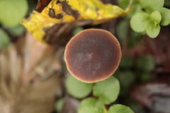 Macrocystidia