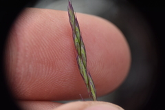 Festuca